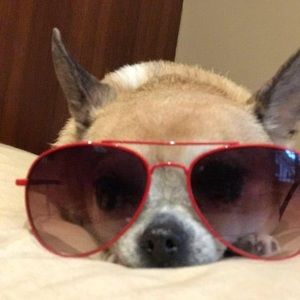 Meet your Posher, Paul